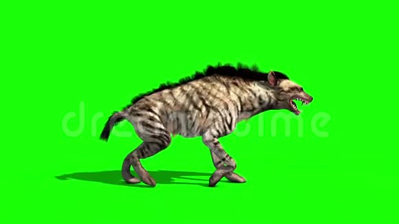 鬣狗动物行走周期侧绿色屏幕三维渲染动画视频的预览图