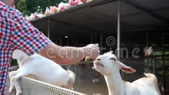 人在农场里缓慢地喂羊1920x1080高清视频的预览图