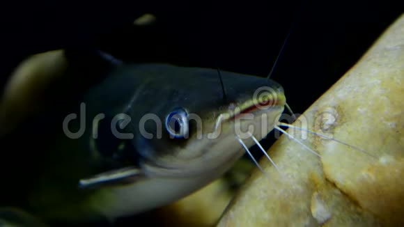 亚洲红尾鲶鱼在水下视频的预览图