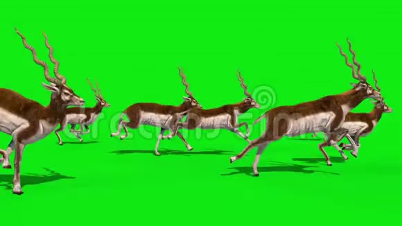 印度羚羊集团经营侧绿幕3D渲染动画视频的预览图