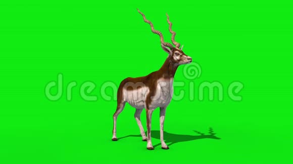 印度羚羊闲置绿屏3D渲染动画视频的预览图