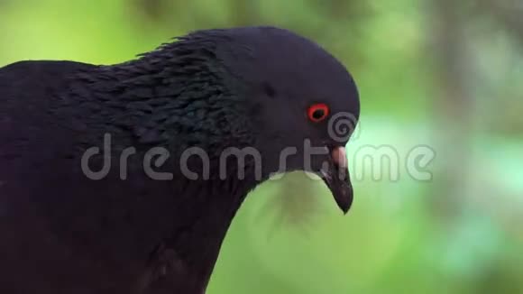 鸽子吃完后休息背景中绿色模糊云杉针鸽子头的视频视频的预览图