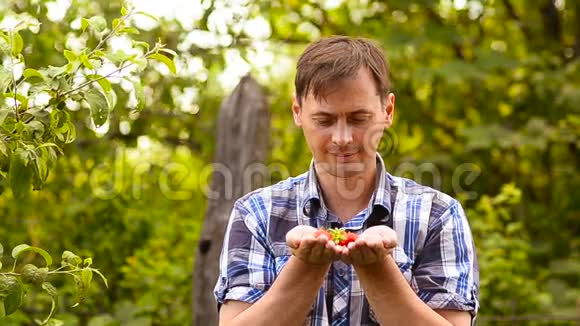 草莓红色的成熟的甜蜜的抱着一个人在花园里草莓的种植视频的预览图