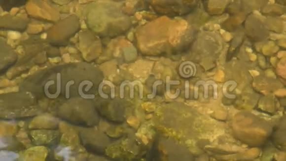 在清澈的河中游鱼和潜水视频的预览图