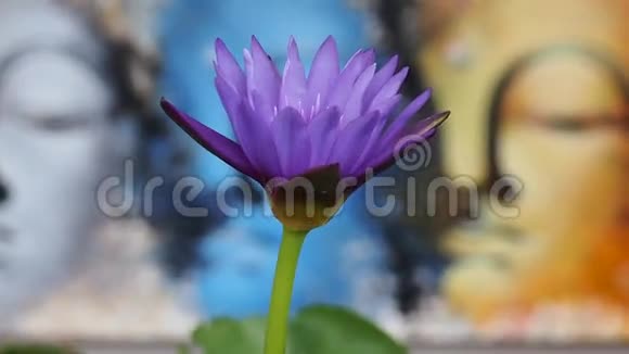 紫花和布达背景视频的预览图