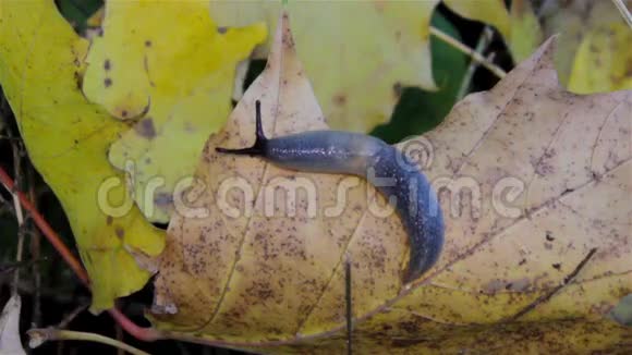 叶子上的黄色蜗牛视频的预览图
