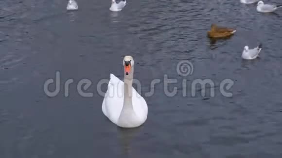 河里有美丽的白色天鹅和水中的鸭子视频的预览图