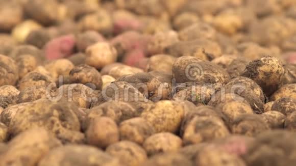 土壤上的生土豆蔬菜种植者把生土豆装进麻袋视频的预览图