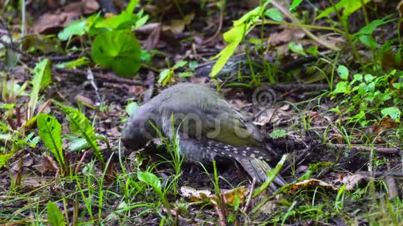 一只灰色的啄木鸟一种鸟皮库斯犬坐在公园里潮湿的地面上吃食物视频的预览图