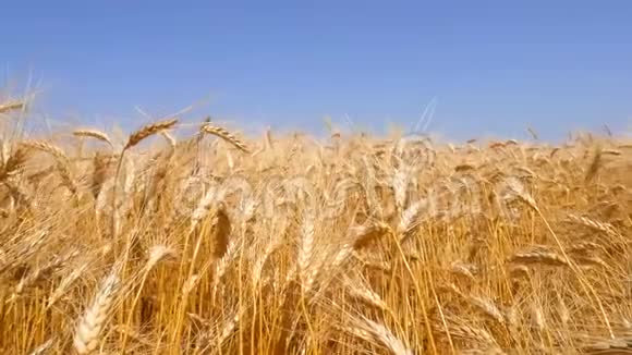 斯威宁金小麦和蓝天的田野高清慢动作背景视频的预览图