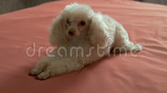 可爱的米色狮子狗躺在床上一只娇小多情的狗它爱玩总是乐于主持视频的预览图