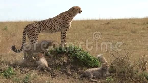猎豹妈妈和幼崽视频的预览图