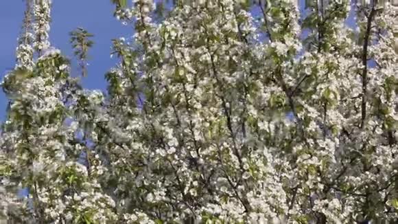 开花的梨树视频的预览图