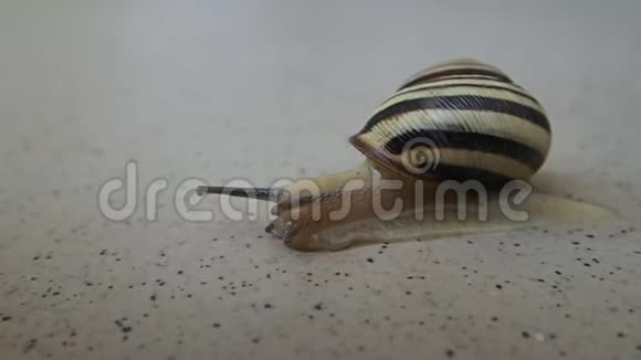 一只条纹蜗牛在阳光明媚的日子里活动视频的预览图
