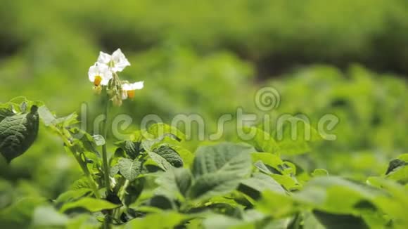 春季种植马铃薯或茄属植物的近花开花绿色春穗视频的预览图