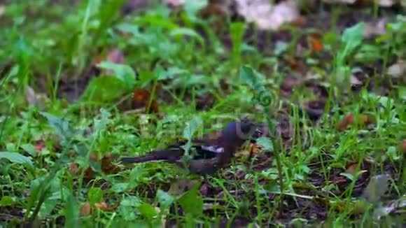 公园里一只胸有红色的小鸟雀鸟糠鸟沿着地面移动视频的预览图