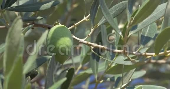 从树上摘橄榄视频的预览图