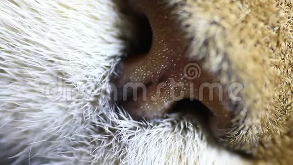一只猫的鼻子在一个宏观关闭视频的预览图