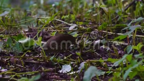 鸟画眉Turdus捡起湿漉漉的泥土找到蠕虫毛虫并吃掉它们视频的预览图