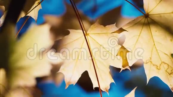 枫树的黄叶被秋日的阳光照得鲜艳夺目对抗蓝天秋天的景色视频的预览图