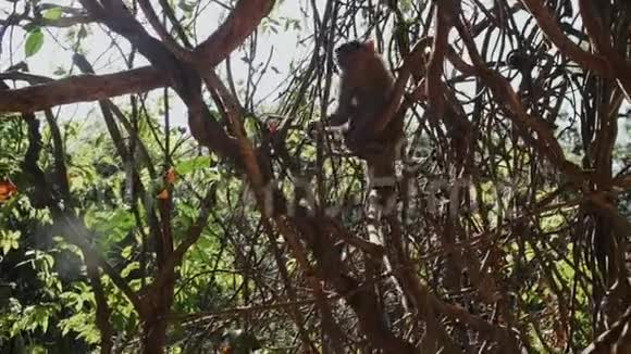 游客在丛林里给猴子喂水果视频的预览图