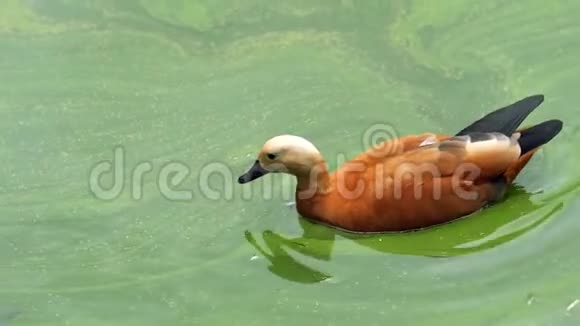 鸭子在池塘里脏水里游泳视频的预览图