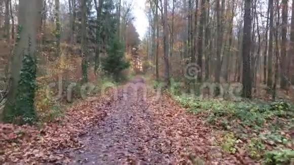 秋天沿着森林的道路走在白天离开视频的预览图