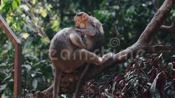 两只猴子在树上捡跳蚤视频的预览图