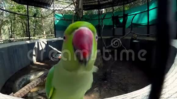 鹦鹉在鸟舍里做有趣的动作视频的预览图