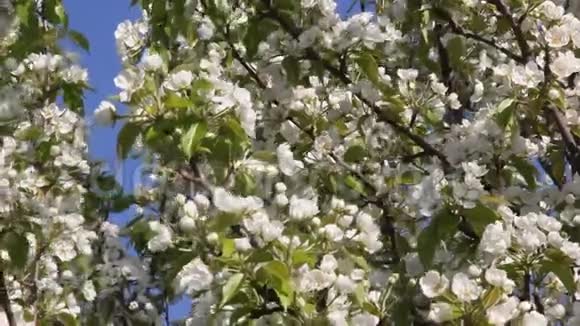 开花的梨树视频的预览图