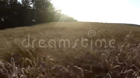 在谷物上飞行面包的田间作物视频的预览图