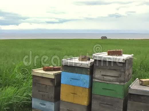 蜜蜂在海边生活视频的预览图
