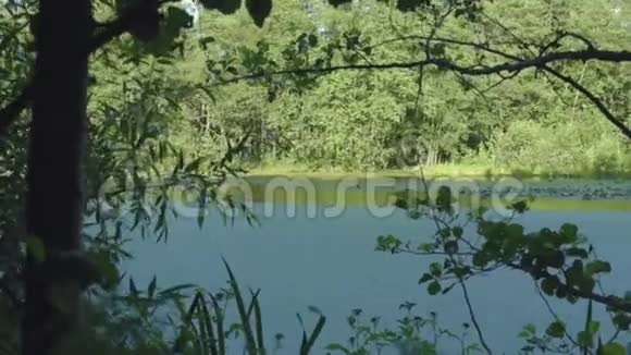 森林湖绿意盎然夏天树木环绕百合在水中视频的预览图