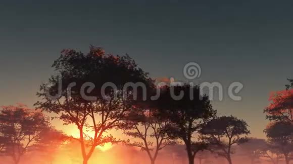 雾中的日出和森林视频的预览图