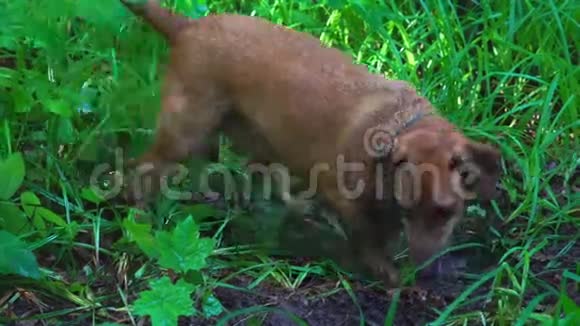 达克斯猎犬种的一种红色头发的小狗很快就在森林里挖土这条狗有猎食的本能她挖了个h视频的预览图