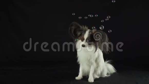 美丽的幼犬大陆玩具SpanielPapillon看着黑色背景股票视频上的肥皂泡视频的预览图