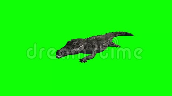 鳄鱼攻击绿色屏幕视频的预览图