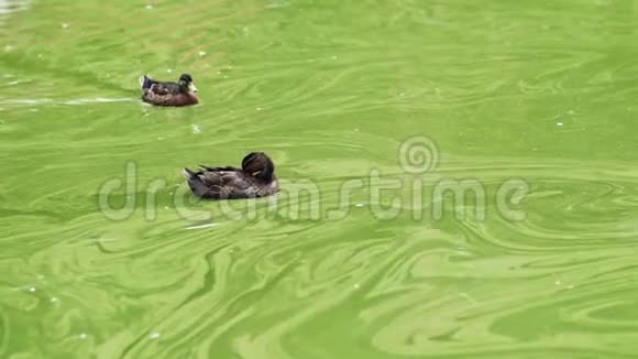 鸭子在池塘里脏水里游泳视频的预览图