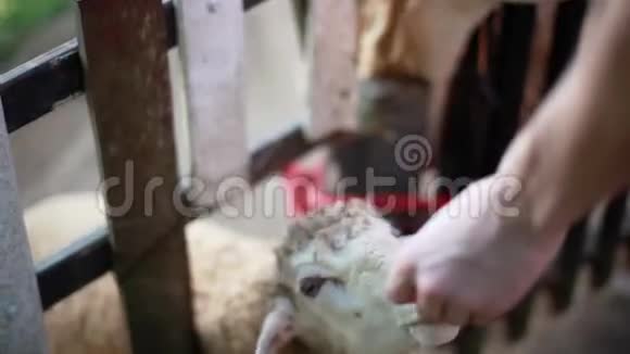 人们用手在农场喂羊1920x1080高清视频的预览图