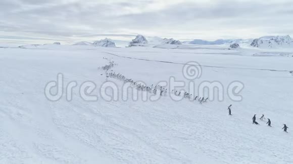 企鹅群的迁移南极洲航班视频的预览图