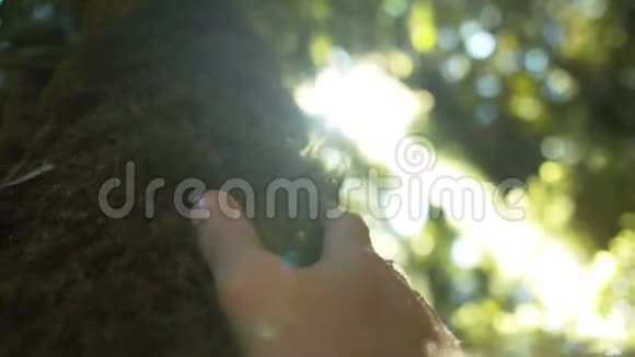 森林中的雄性手触苔树移动射击太阳之光特写镜头视频的预览图