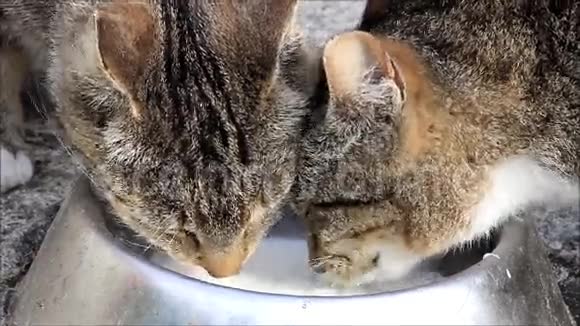 猫在户外舔牛奶视频的预览图