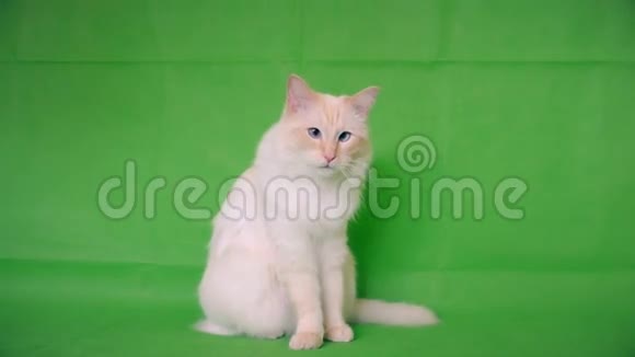 拉格娃娃是一只又白又蓬松的猫去找你绿色背景视频的预览图