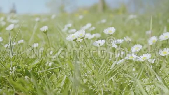 草地阳光春天公园的雏菊视频的预览图
