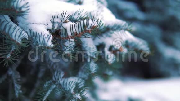 雪落在一个有白雪覆盖的树木的冬季公园里慢动作视频的预览图