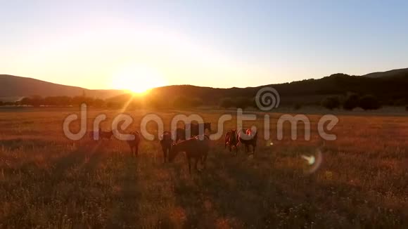 美丽的棕色野马在田野里放牧步行马的空中电影观令人惊叹的金色日落视频的预览图