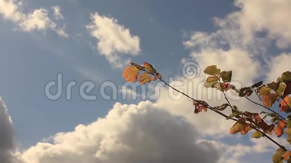 黄褐色的叶子映衬着天空天空布满了积云视频的预览图