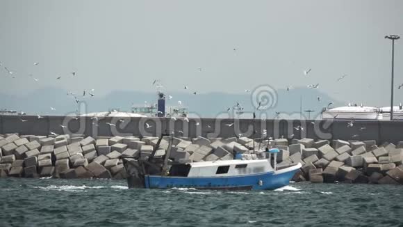 渔船与海鸥缓慢驶往港口视频的预览图