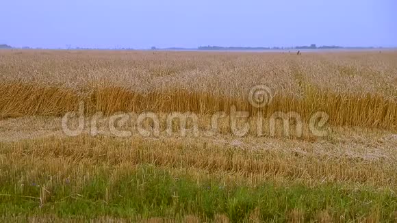 麦田秋日晚景视界观大自然的景象金色麦秸和蓝天美丽美丽视频的预览图