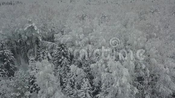 冬季森林的鸟瞰图视频的预览图